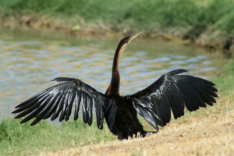 ma voels 138.JPG - Slanghalsvoel net uit water maak vere droog